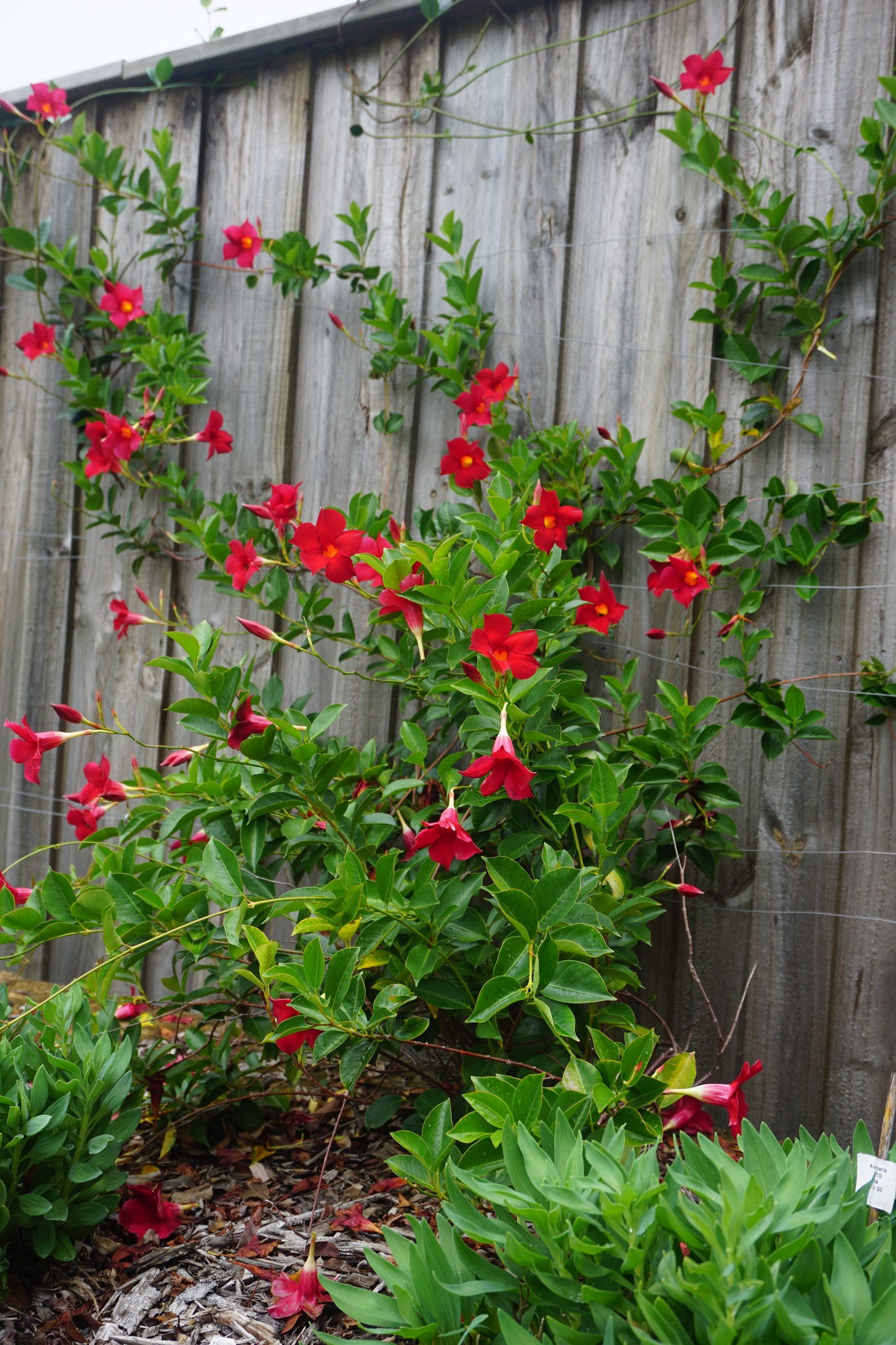 MANDEVILLA ALL SEASONS RED™ PBR INTENDED