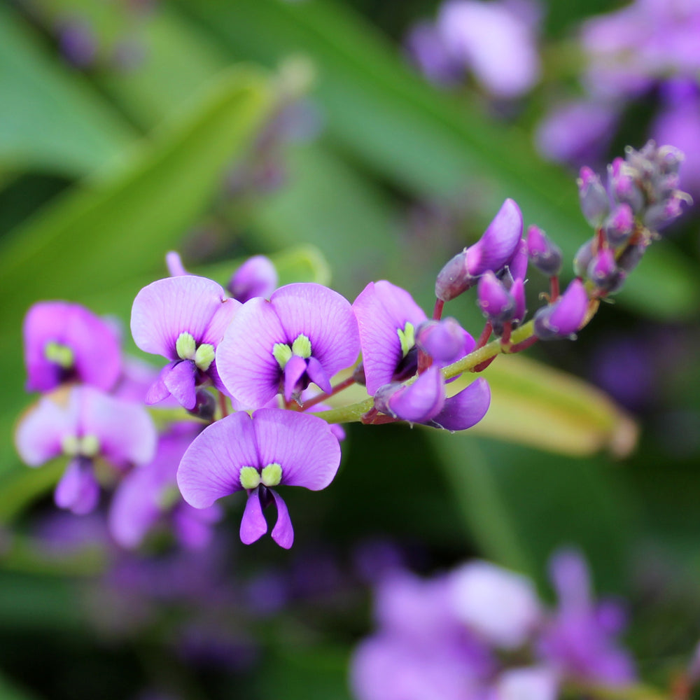 HARDENBERGIA MEEMA™