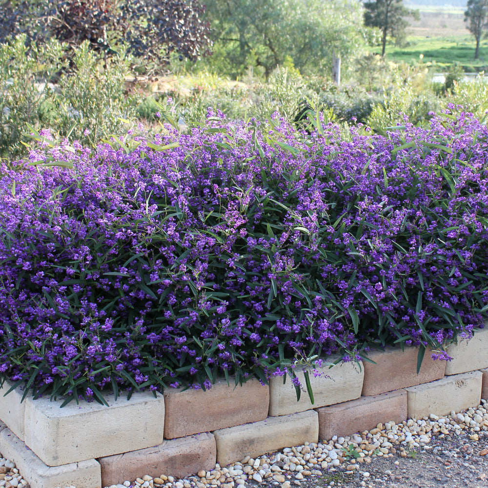 
                      
                        HARDENBERGIA MEEMA
                      
                    