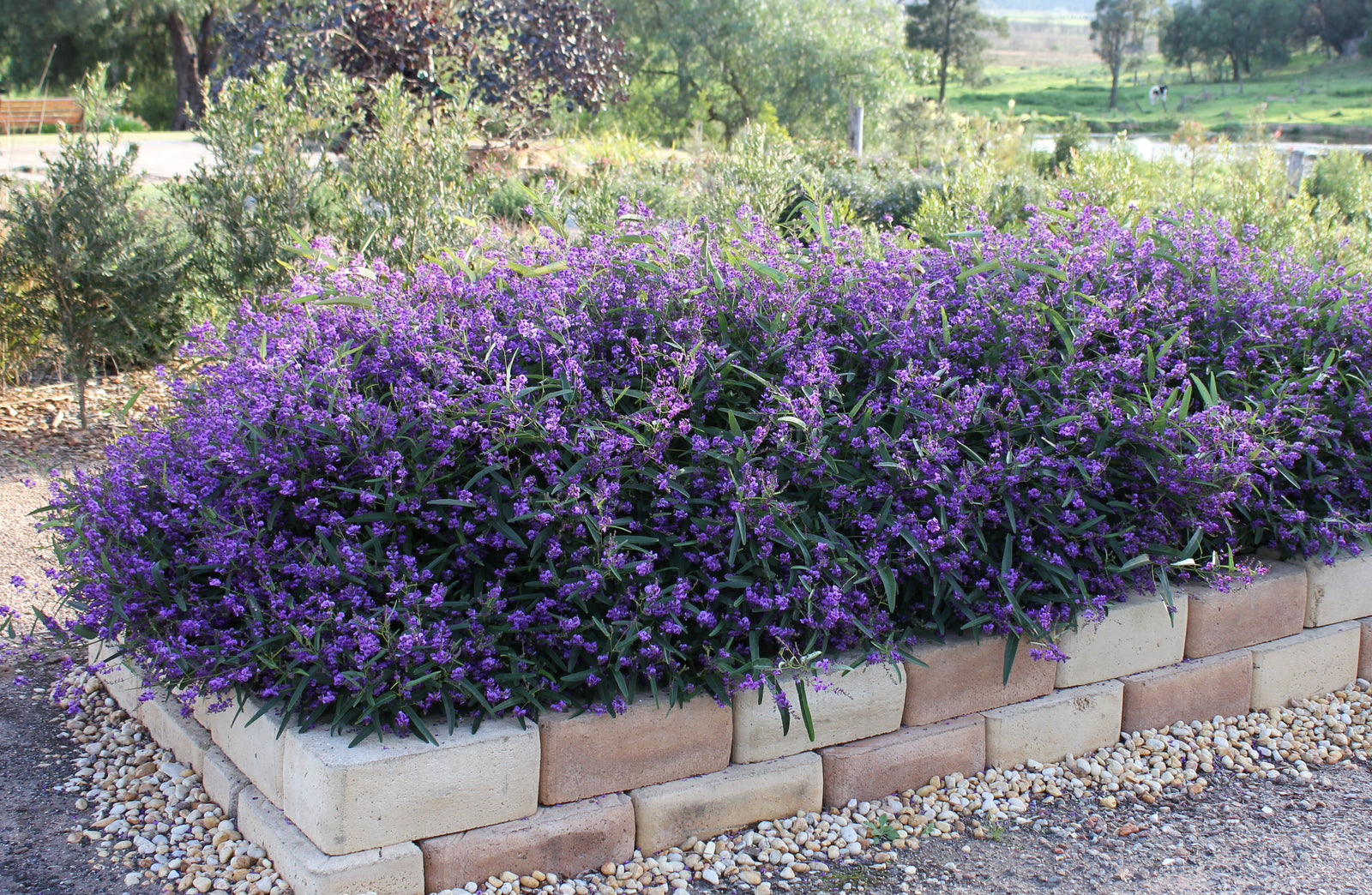 HARDENBERGIA MEEMA – The Plant Hub