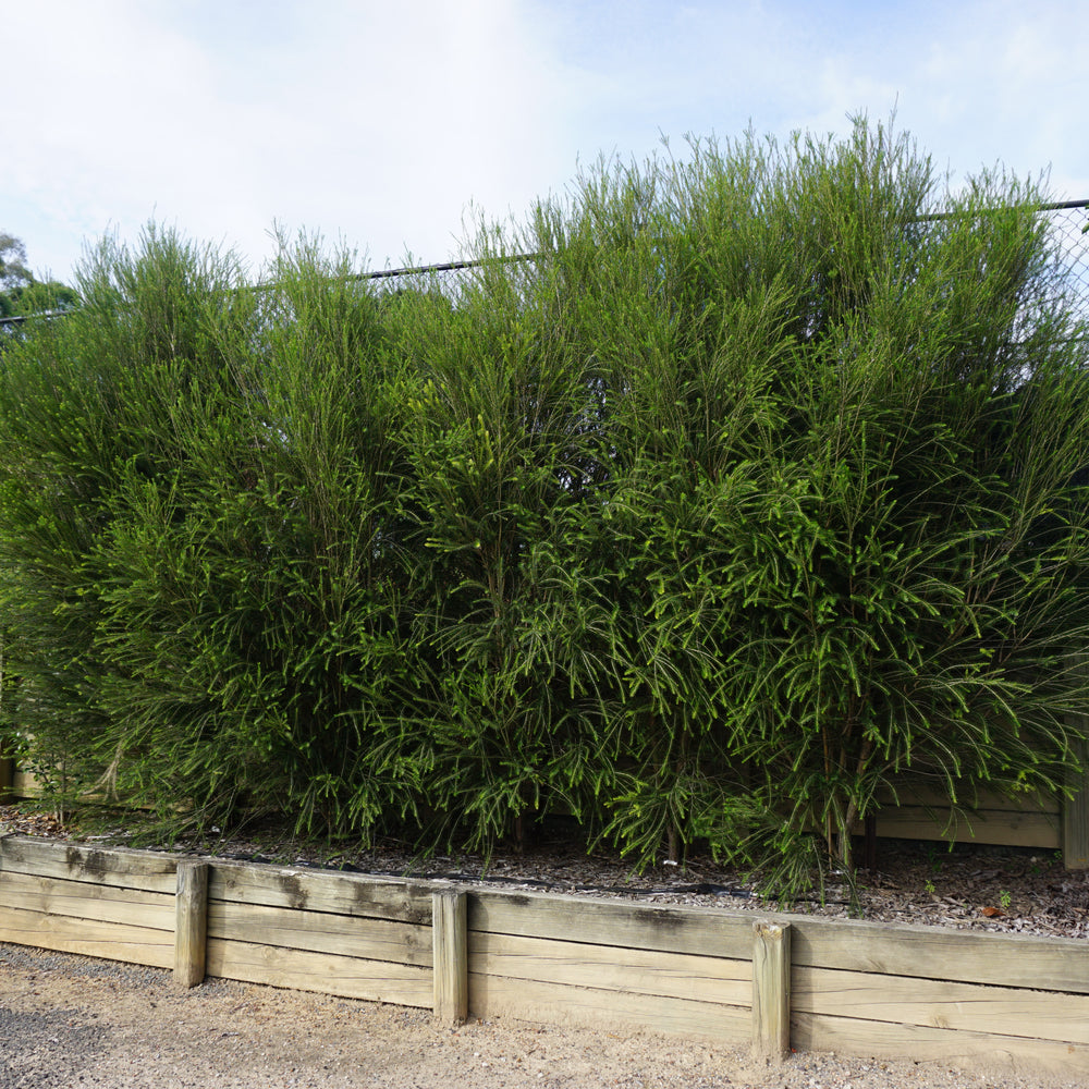 
                      
                        SPACE SAVER™ PBR - MELALEUCA ARMILLARIS
                      
                    