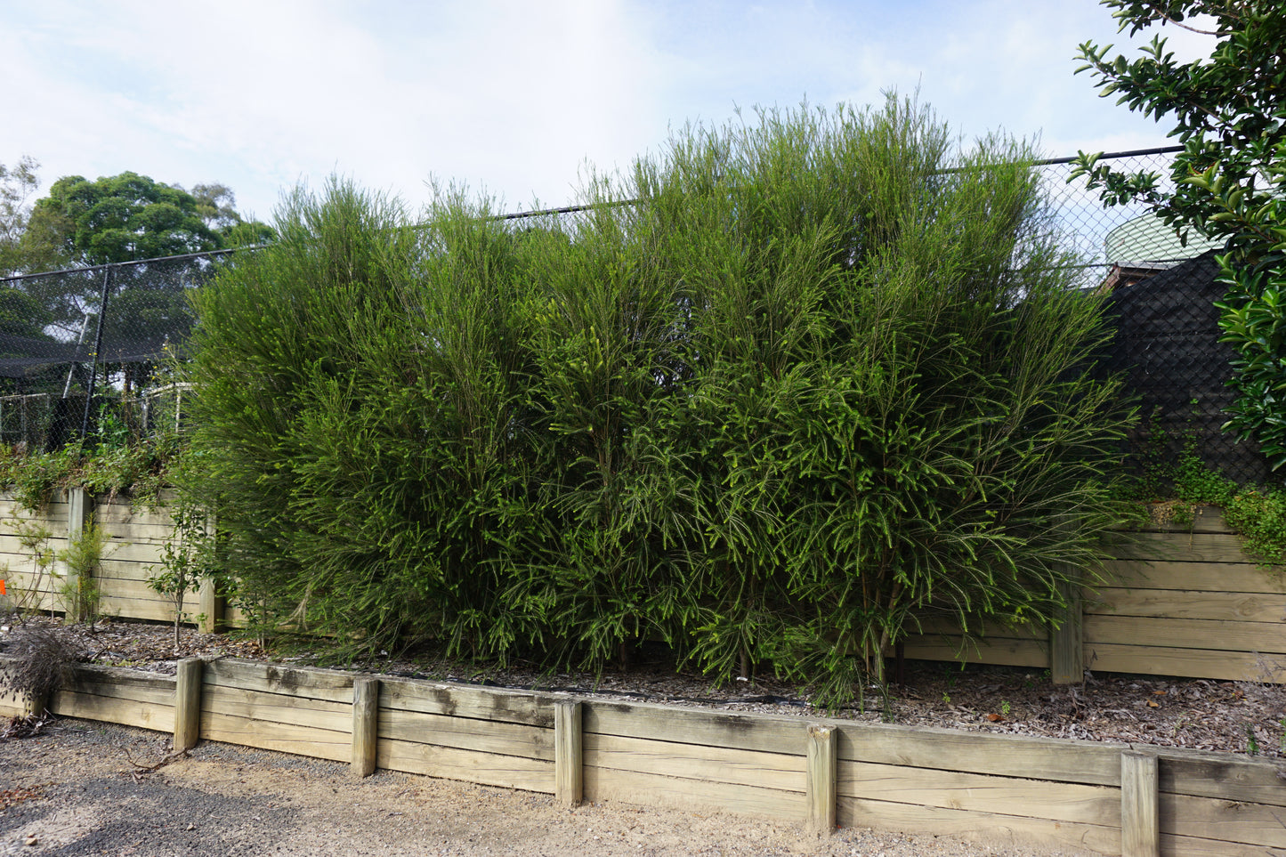 SPACE SAVER™ PBR - MELALEUCA ARMILLARIS