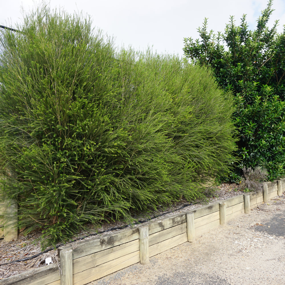 
                      
                        SPACE SAVER™ PBR - MELALEUCA ARMILLARIS
                      
                    