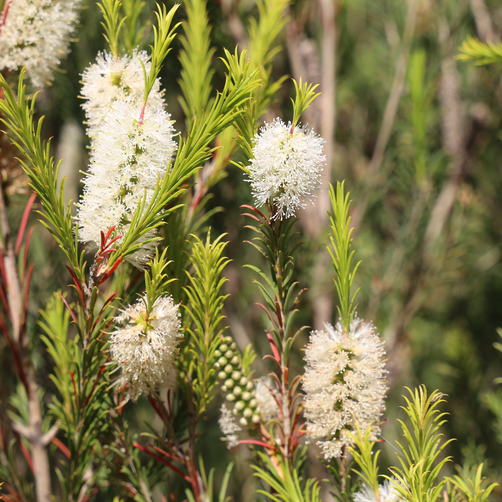 
                      
                        SPACE SAVER™ PBR - MELALEUCA ARMILLARIS
                      
                    