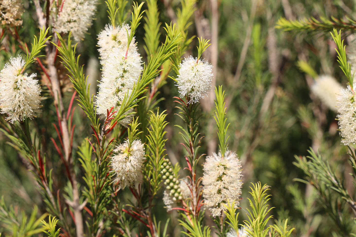 SPACE SAVER™ MELALEUCA ARMILLARIS