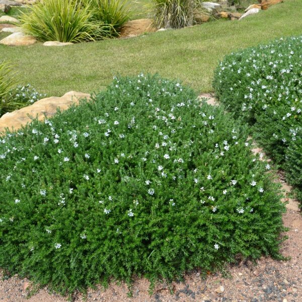 WESTRINGIA MUNDI™ – The Plant Hub