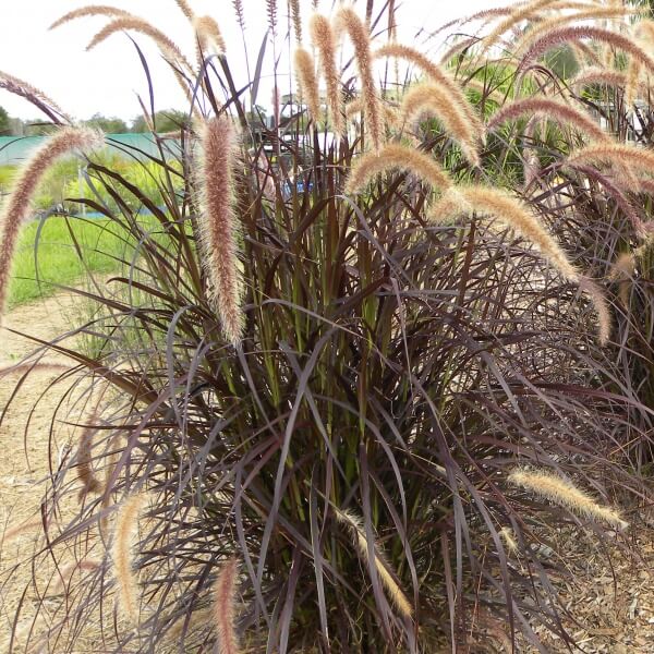 PURPLE FOUNTAIN GRASS