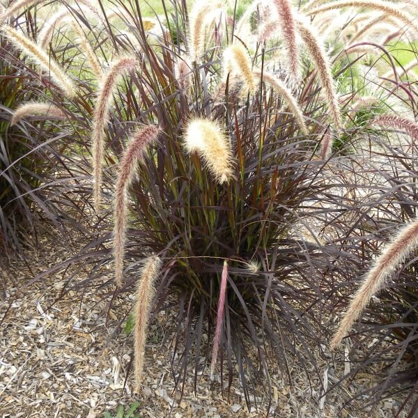 PURPLE FOUNTAIN GRASS - PENNISETUM ADVENA RUBRUM - CENCHRUS ADVENA ...