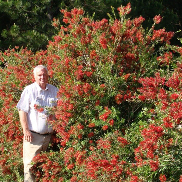 
                      
                        SLIM ™ CALLISTEMON
                      
                    