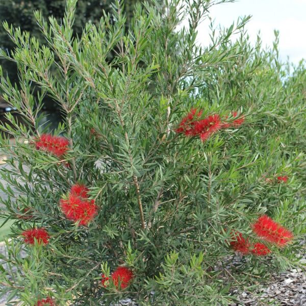 SLIM ™ CALLISTEMON – The Plant Hub