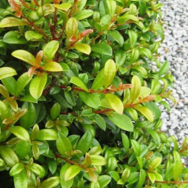 Australian Native Hedge Plants