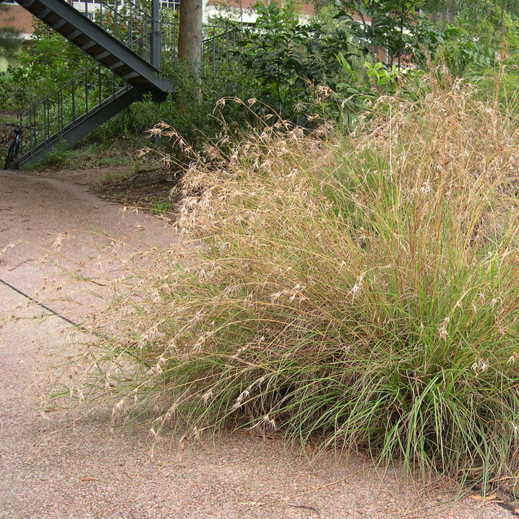 
                      
                        KANGAROO GRASS ™
                      
                    