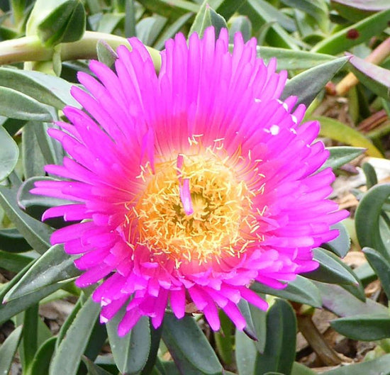 The Plant Hub | The easiest way to buy plants and grasses online