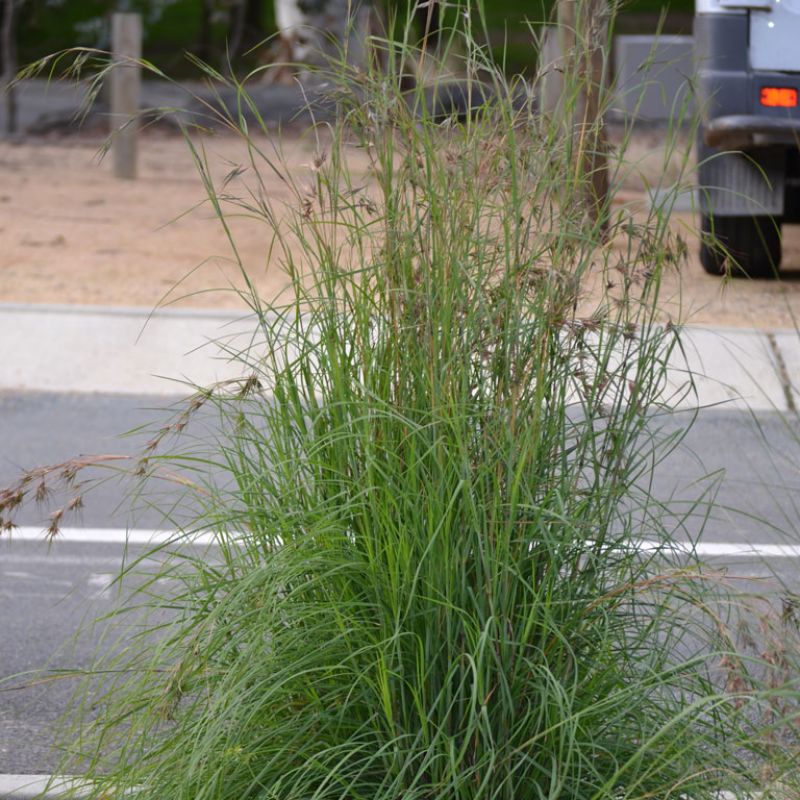 
                      
                        KANGAROO GRASS 'BLUE FORM'
                      
                    