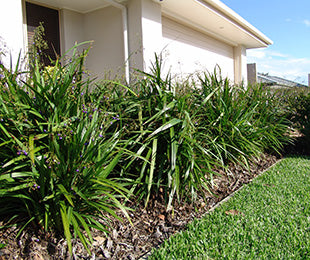 BREEZE DIANELLA®