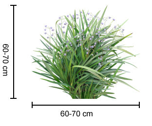 BREEZE DIANELLA®