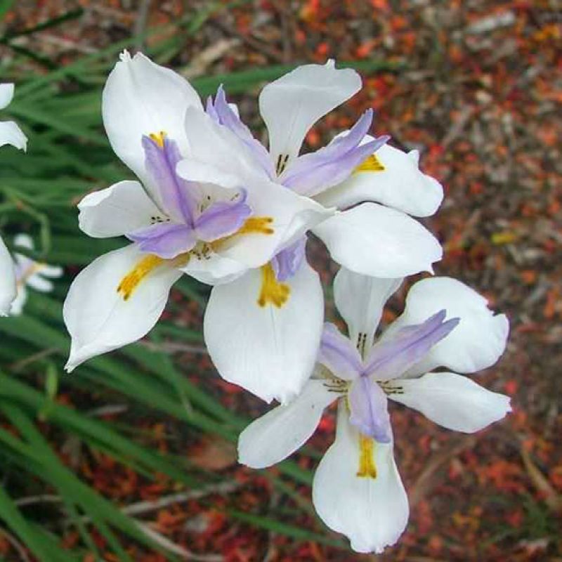 
                      
                        BUTTERFLY IRIS
                      
                    