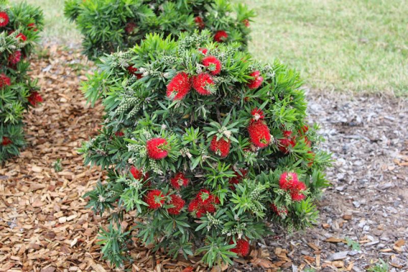 CALLISTEMON 'LITTLE JOHN'