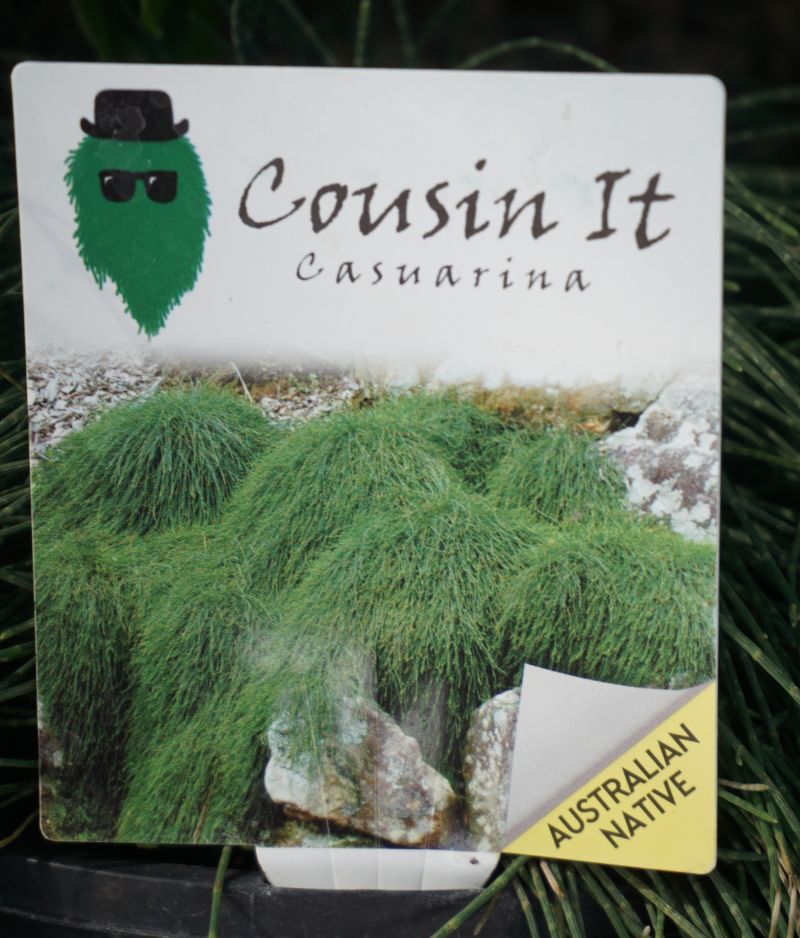 
                      
                        COUSIN IT
                      
                    