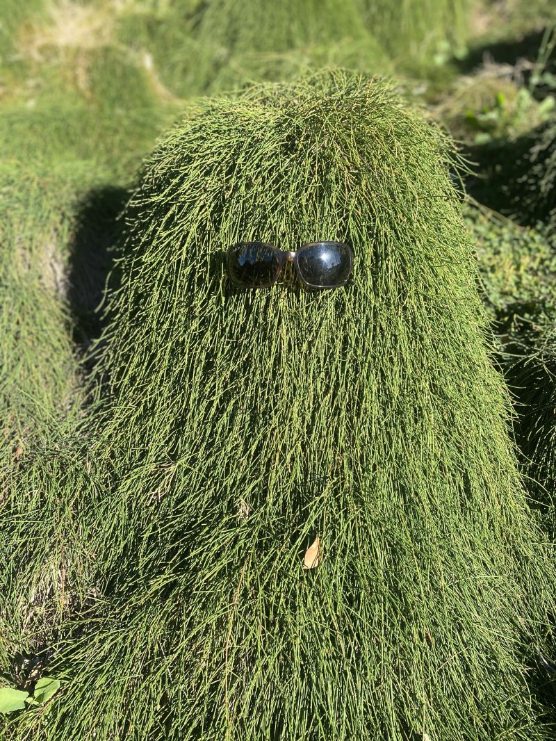 COUSIN IT The Plant Hub
