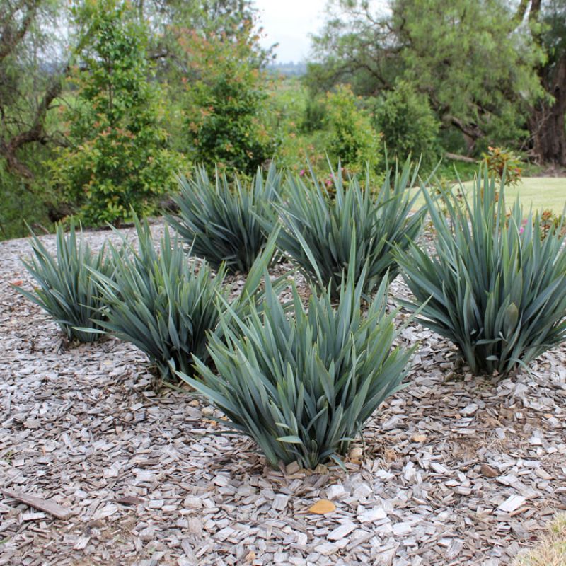 DIANELLA CLARITY BLUE™ – The Plant Hub