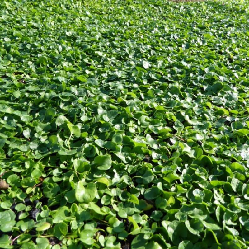 
                      
                        DICHONDRA 'LAWN'
                      
                    