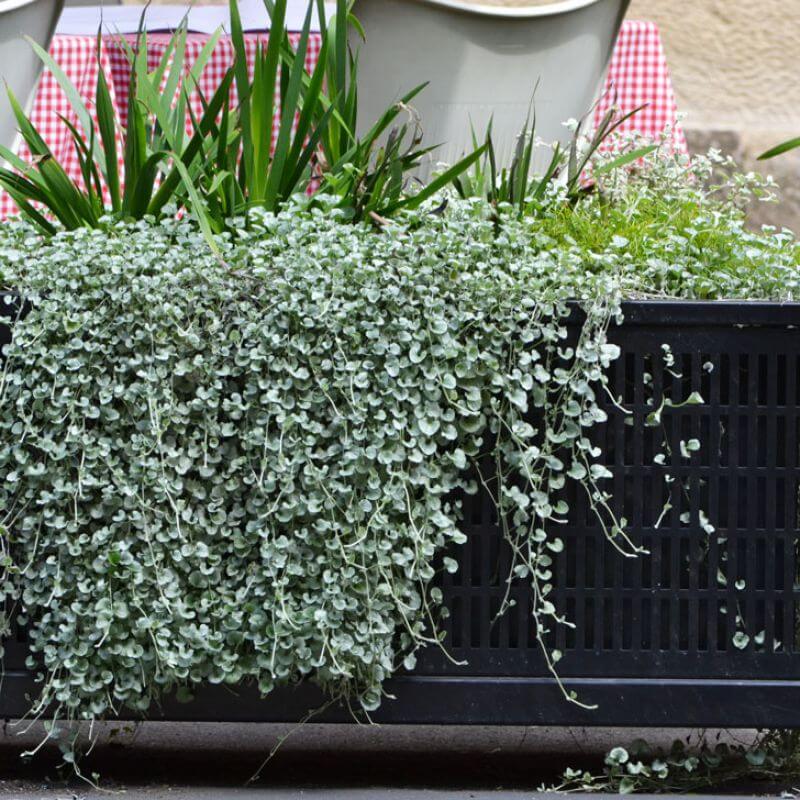 DICHONDRA 'SILVER FALLS'