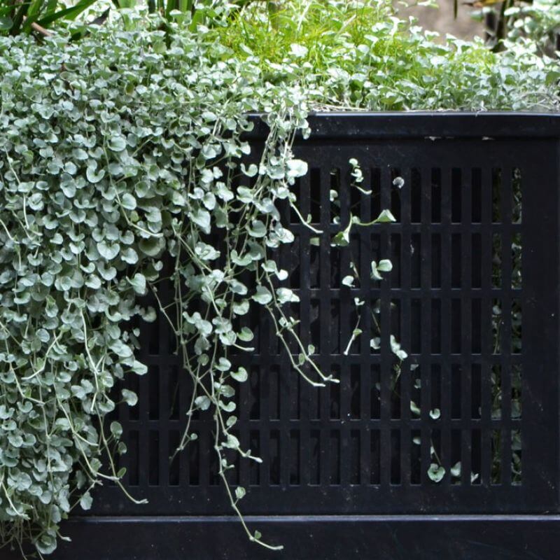 DICHONDRA 'SILVER FALLS'