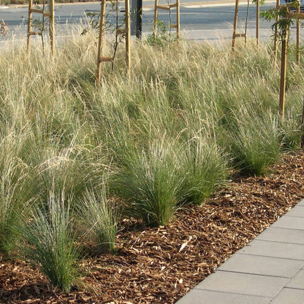 Hardy Australian Native and Ornamental Grasses, Strap Leaf Plants ...