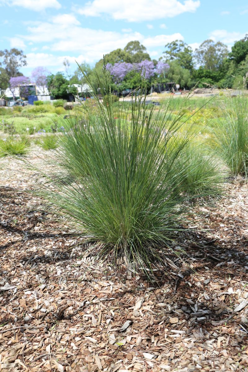 POA 'ESKDALE BLUE' – The Plant Hub