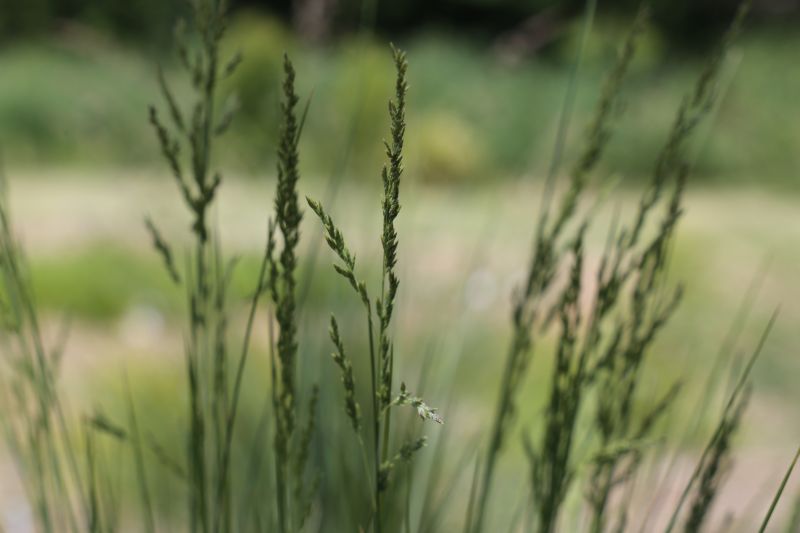 
                      
                        POA 'ESKDALE BLUE'
                      
                    