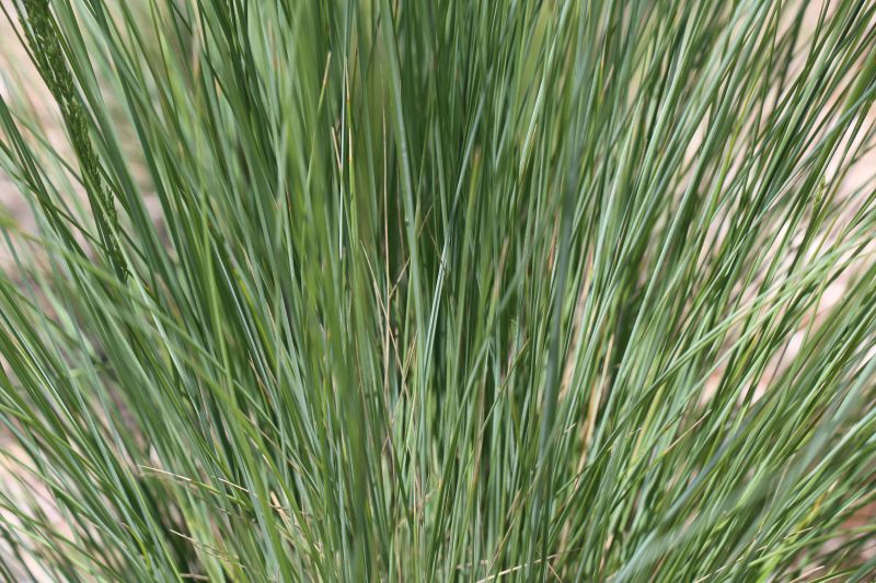 POA 'ESKDALE BLUE' – The Plant Hub