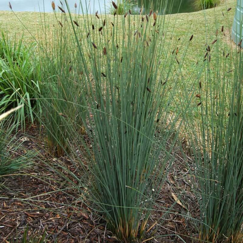 GREY SEDGE