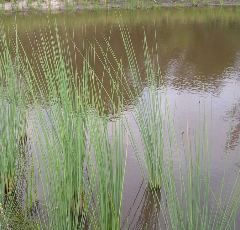 
                      
                        GREY SEDGE
                      
                    