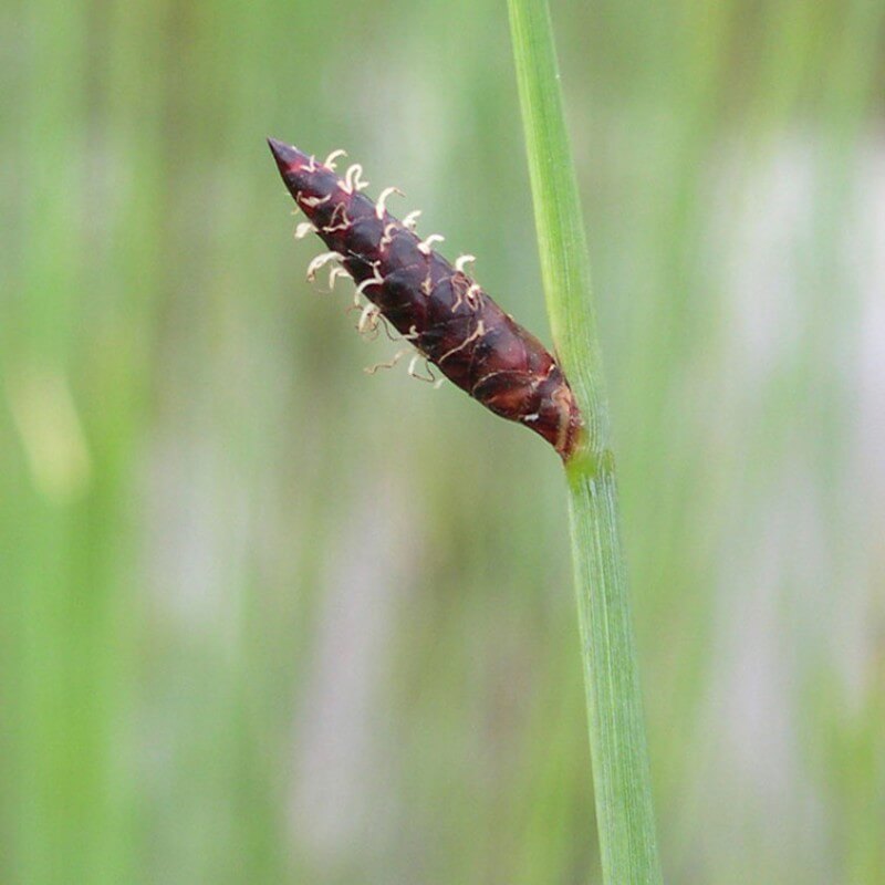 
                      
                        GREY SEDGE
                      
                    