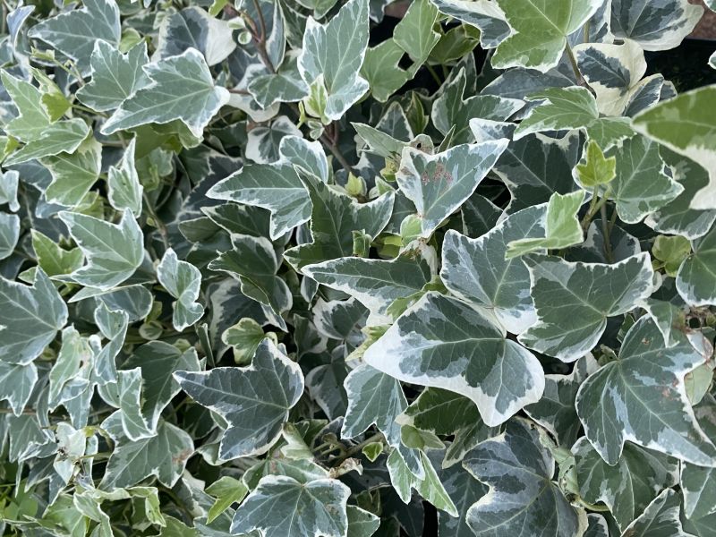 
                      
                        HEDERA IVY VARIEGATED
                      
                    