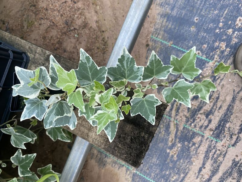 
                      
                        HEDERA IVY VARIEGATED
                      
                    