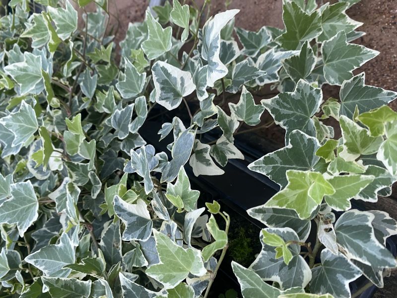 
                      
                        HEDERA IVY VARIEGATED
                      
                    