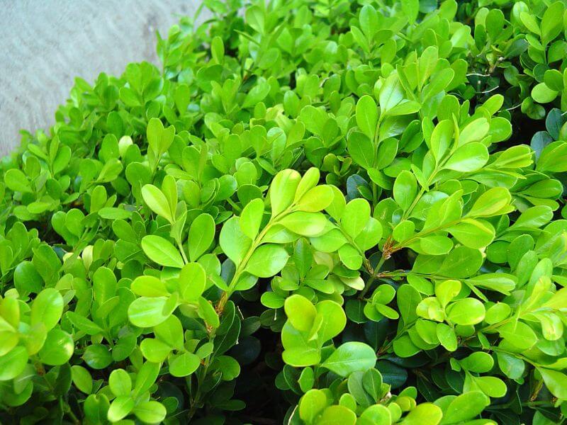 
                      
                        JAPANESE BOX, BUXUS MICROPHYLLA VAR. JAPONICA
                      
                    