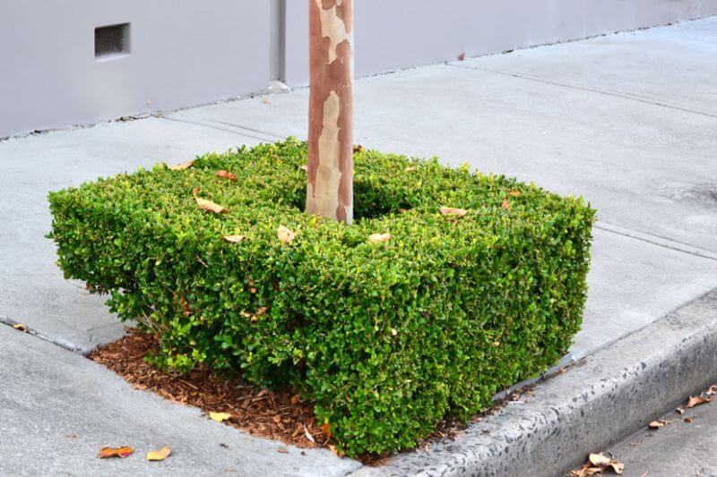 
                      
                        JAPANESE BOX, BUXUS MICROPHYLLA VAR. JAPONICA
                      
                    