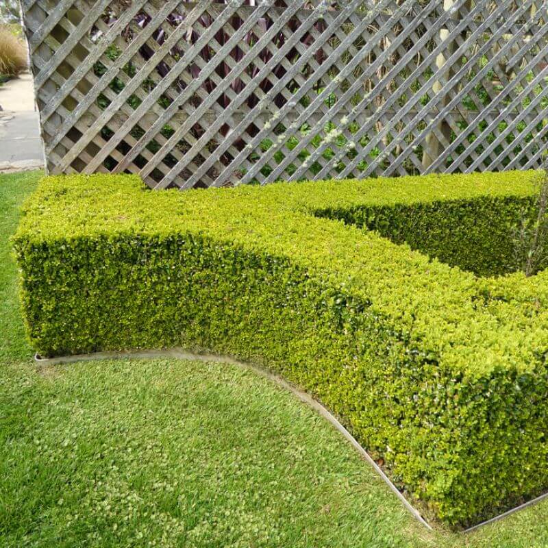 
                      
                        JAPANESE BOX, BUXUS MICROPHYLLA VAR. JAPONICA
                      
                    