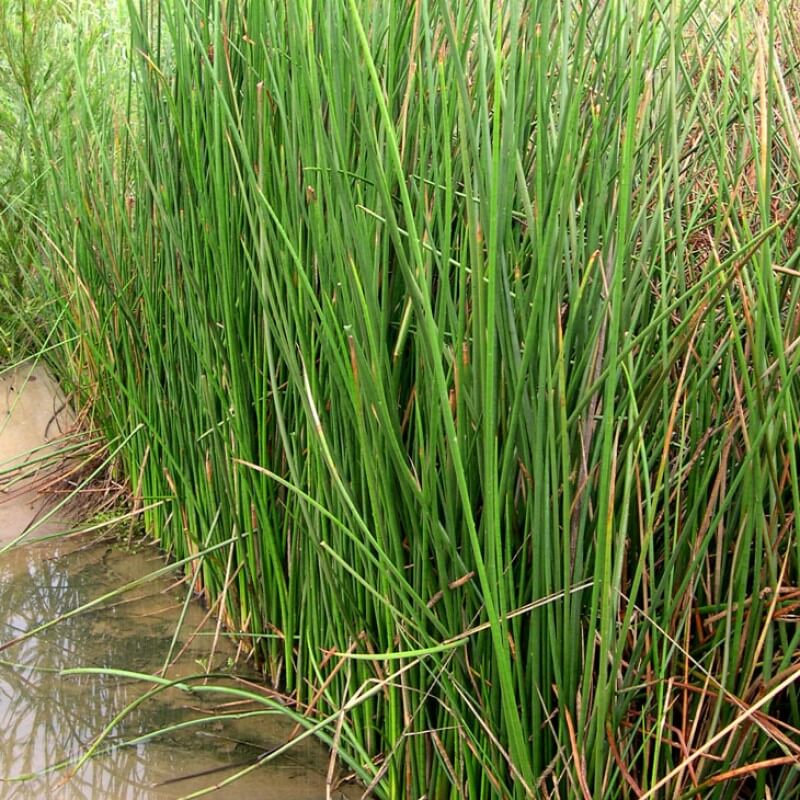 Pond Rushes Pond and Water Plants - perfect for small ponds, larger dams and reed ...