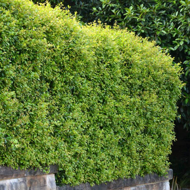 Parus Pilly LILLY PILLY 'SELECT' – The Plant Hub