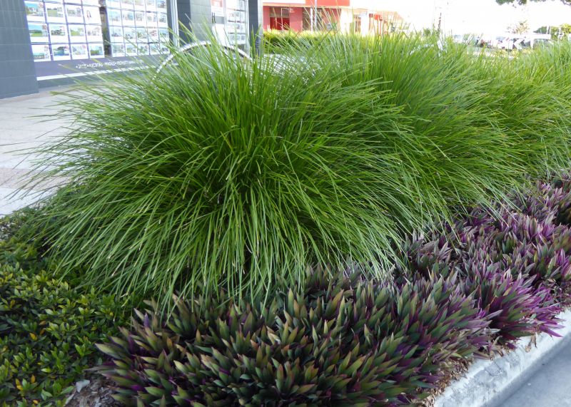 
                      
                        LOMANDRA 'LIME TUFF'
                      
                    