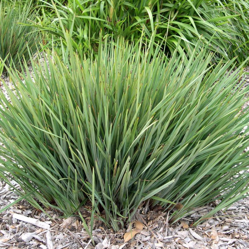 Australian Razor Grass Hardy Australian Native and Ornamental Grasses, Strap Leaf Plants ...