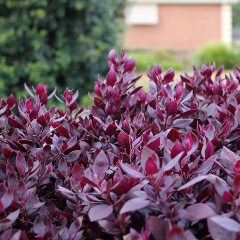 Groundcover Plants