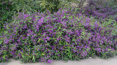 
                      
                        HARDENBERGIA MEEMA
                      
                    