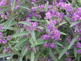 
                      
                        HARDENBERGIA MEEMA
                      
                    