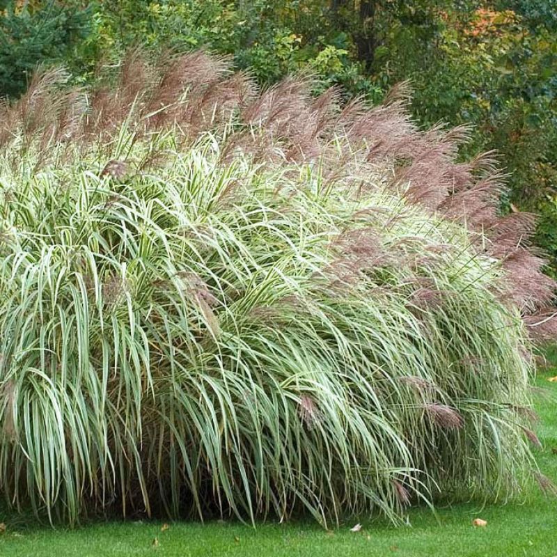 
                      
                        SILVER GRASS
                      
                    