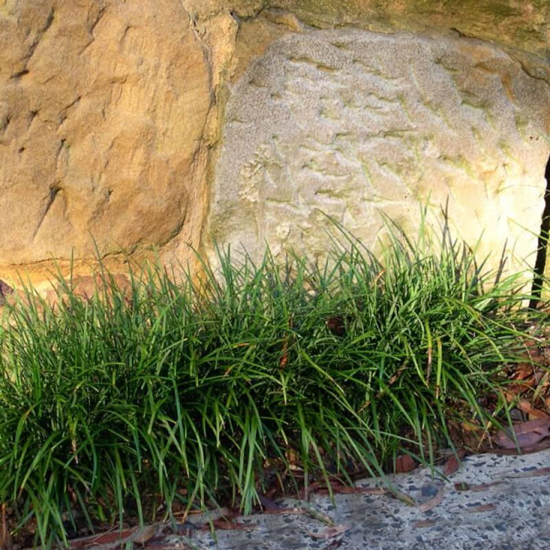 Mondo Border Plants 25 Mondo Grass Plants, Liriope, Bare Root Plants,